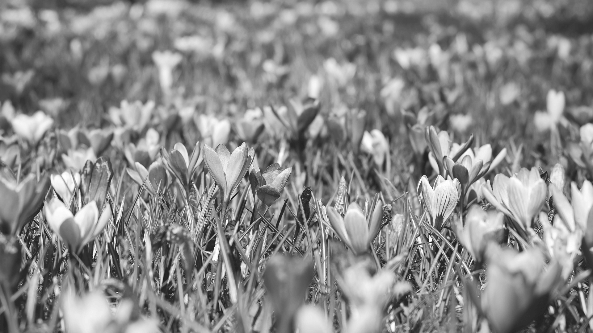 5 Marketing Ideas to Welcome Spring | Pulse Blog